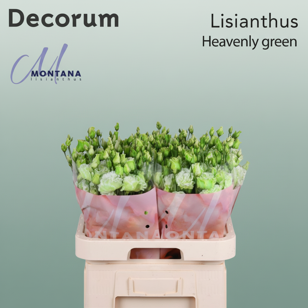 Eustoma Heavenly Dyed Green