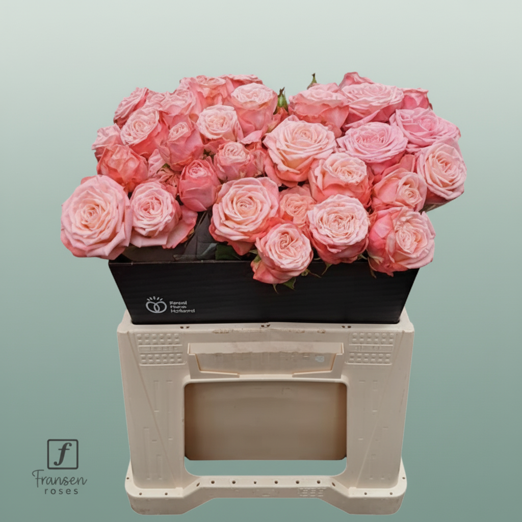 Spray Rose First Date