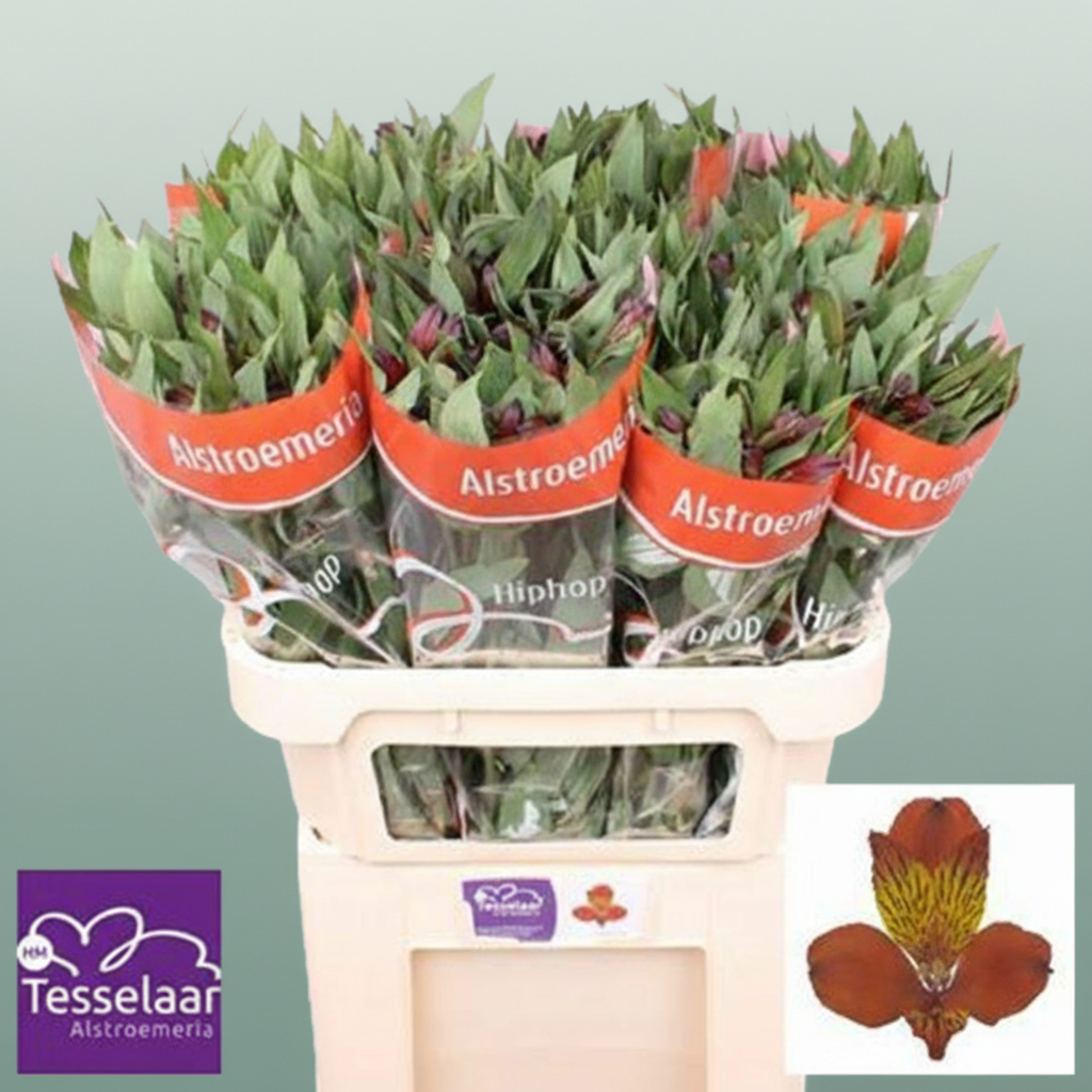 Alstroemeria Orange Wholesalers Choice