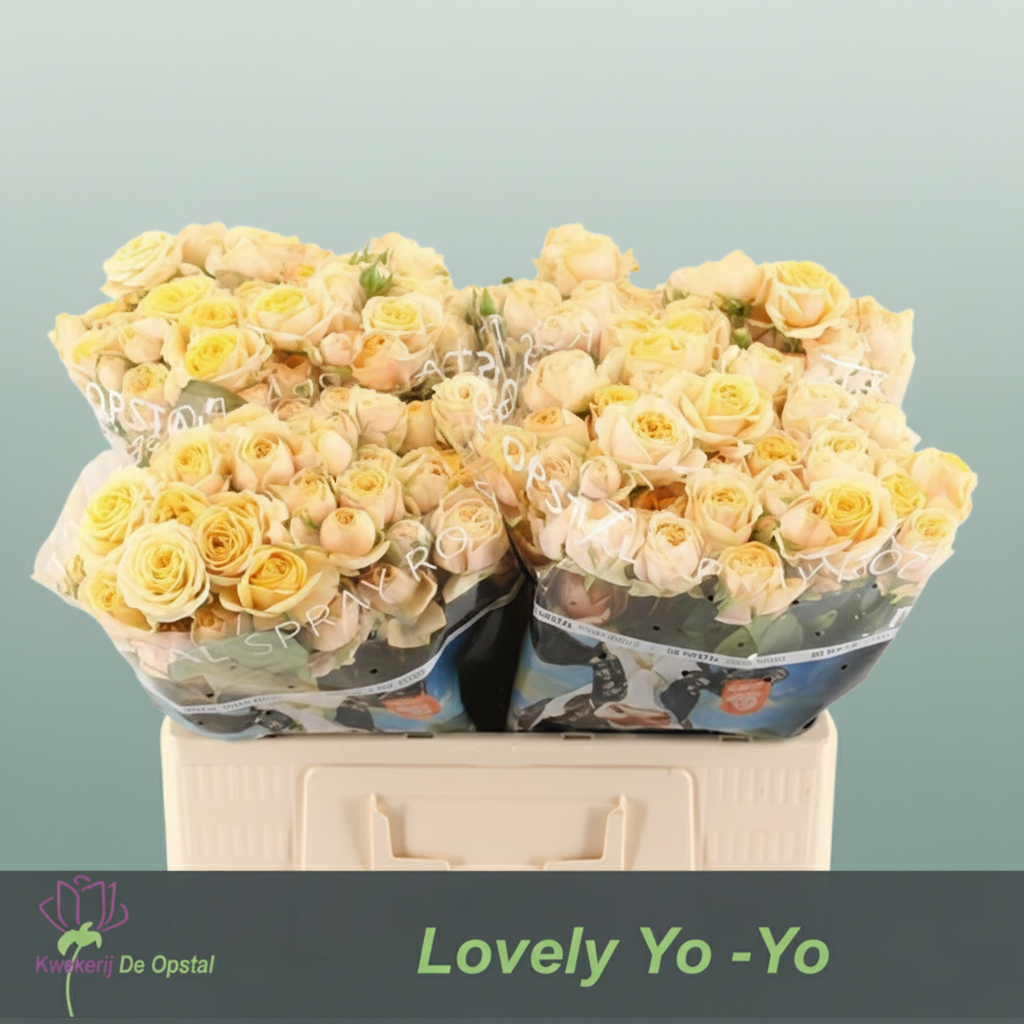 Spray Rose Lovely Yo-yo