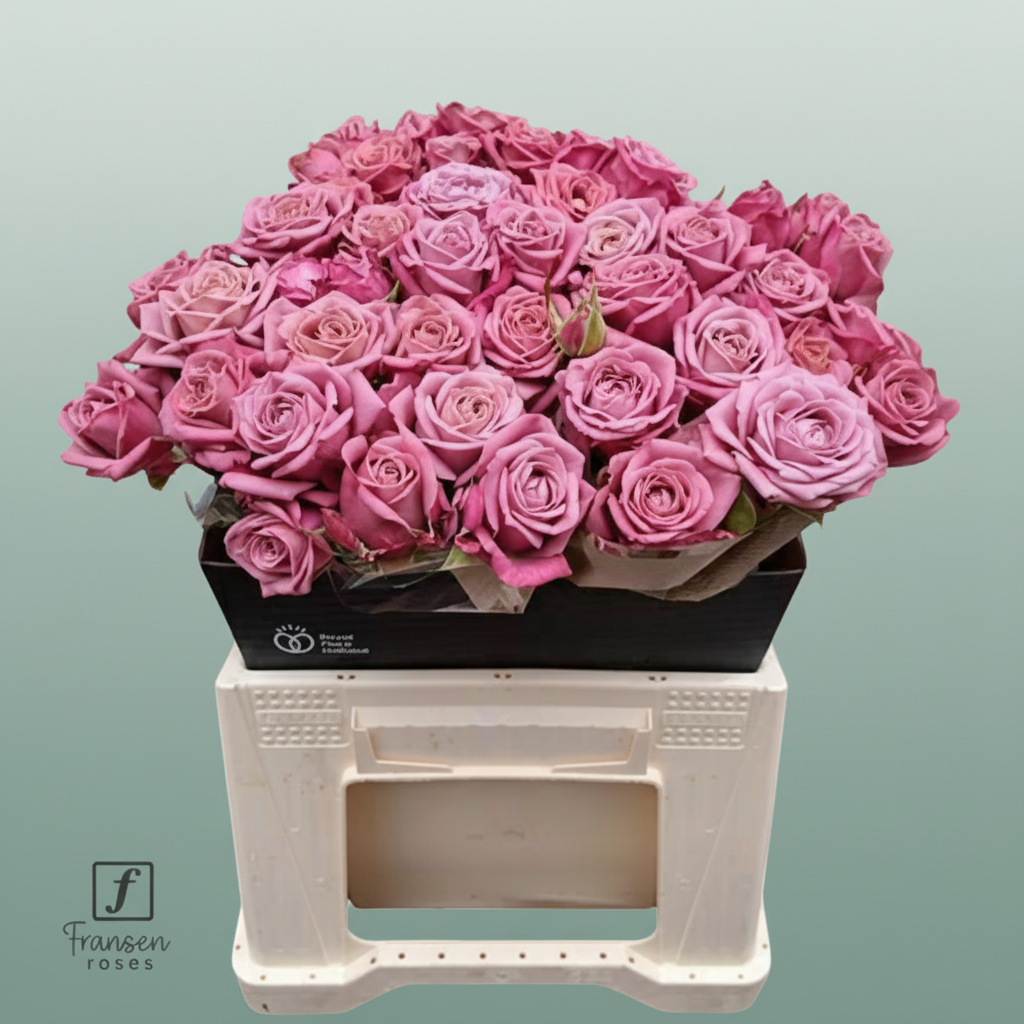 Spray Rose Purple Queen