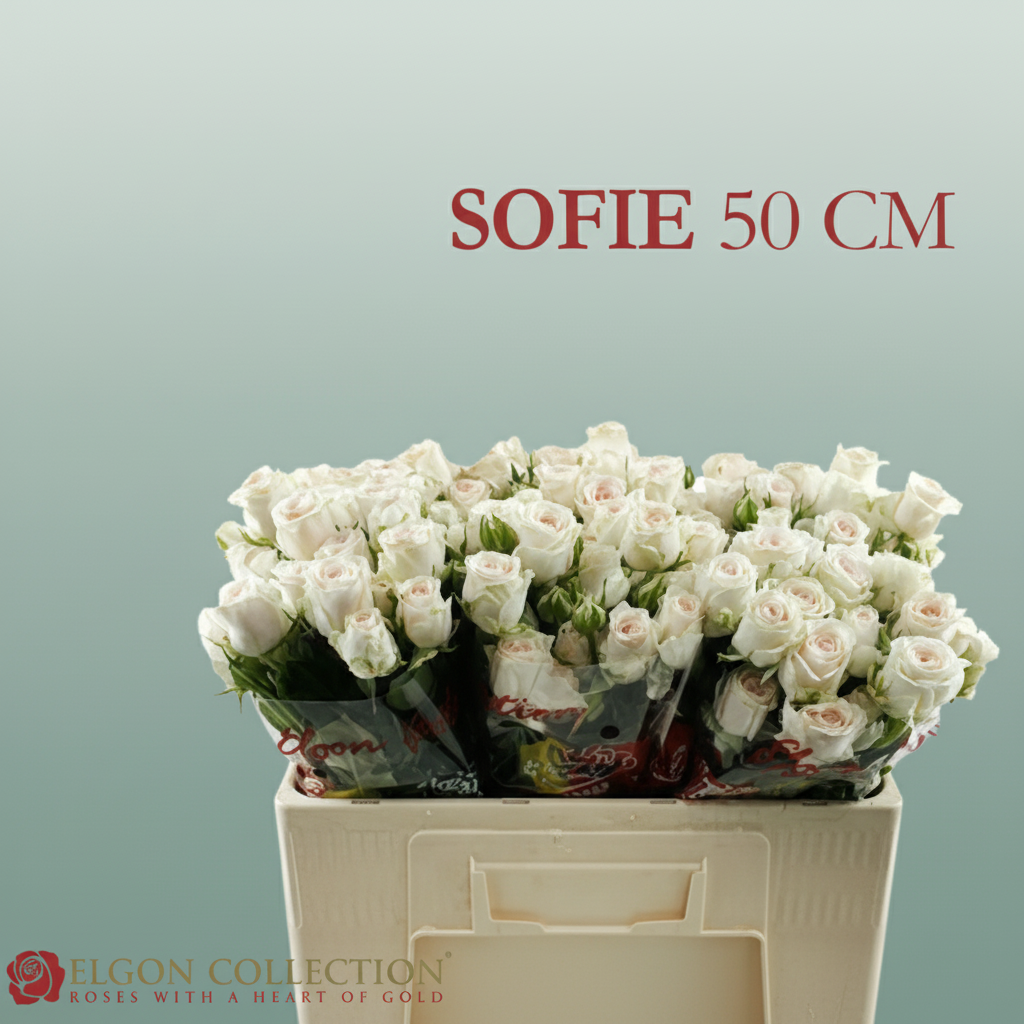 Spray Rose Sofie Kenia