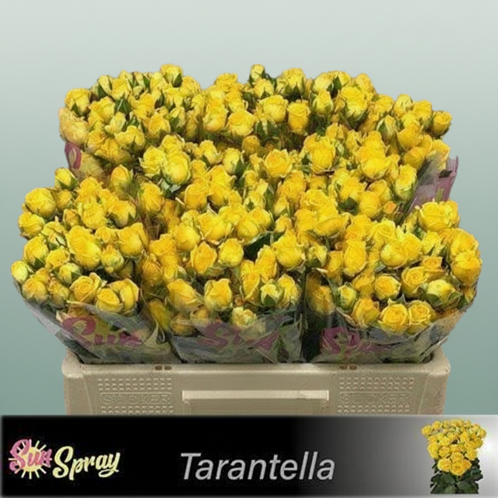 Spray Rose Tarantella