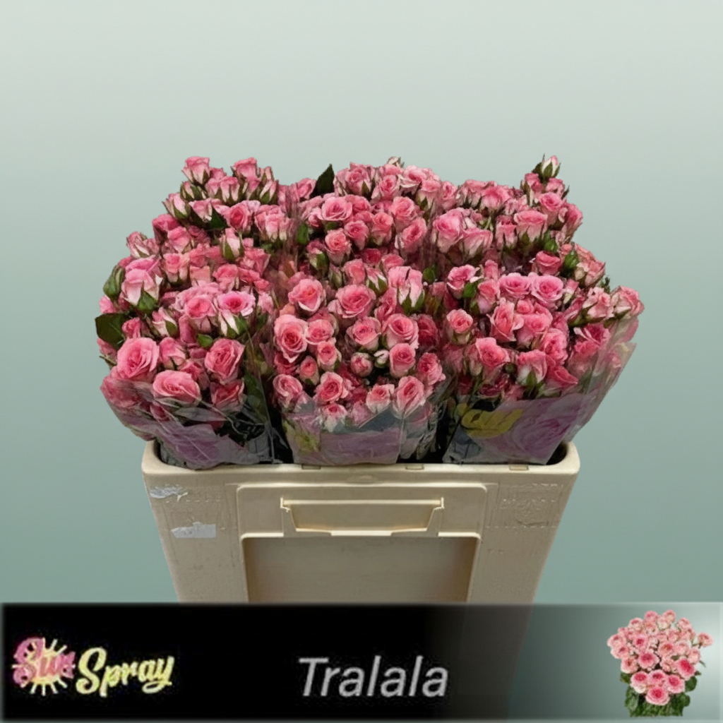 Spray Rose Tralala