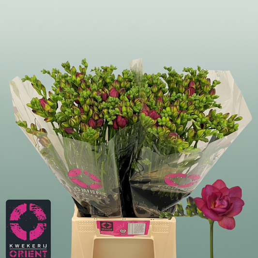 Freesia Dyed Expression