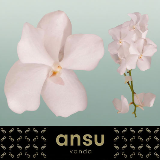 Orchid Vanda Kan Ansu No. 1