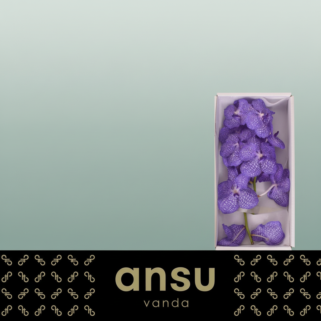 Orchid Vanda Kan China Blue