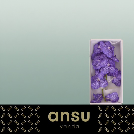 Orchid Vanda Kan China Blue