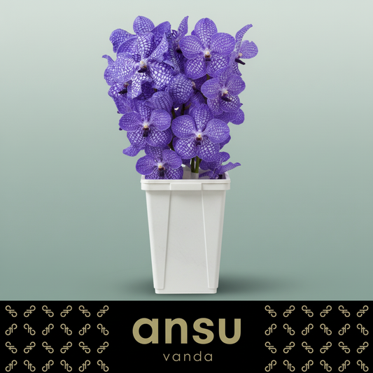 Orchid Vanda Kan Delft Blue