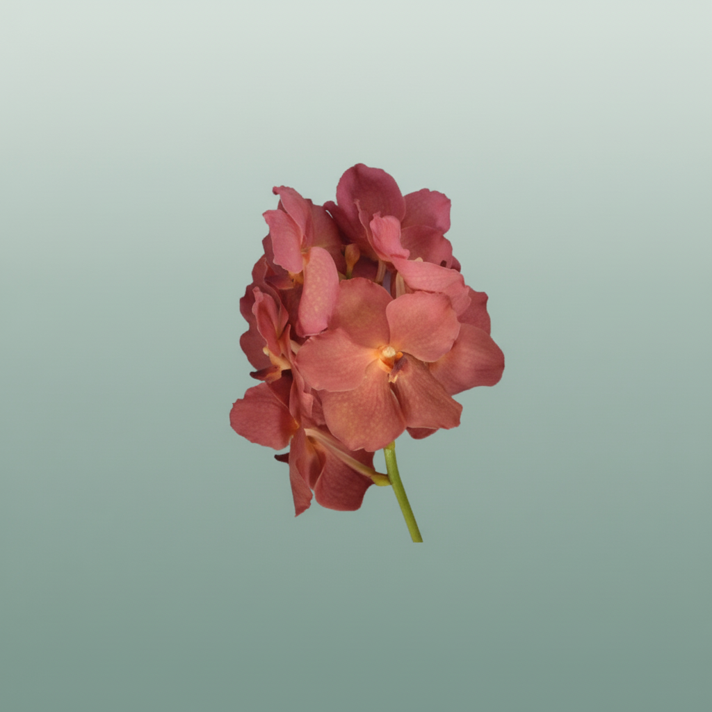 Orchid Vanda Ni Salmon