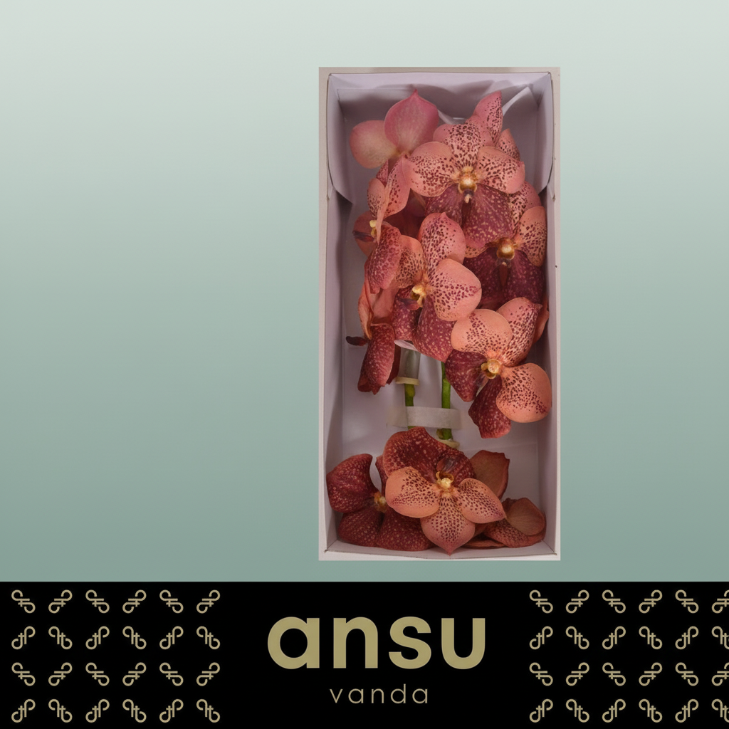 Orchid Vanda Su Leop Coral