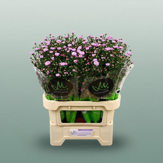 Aster Double Pink