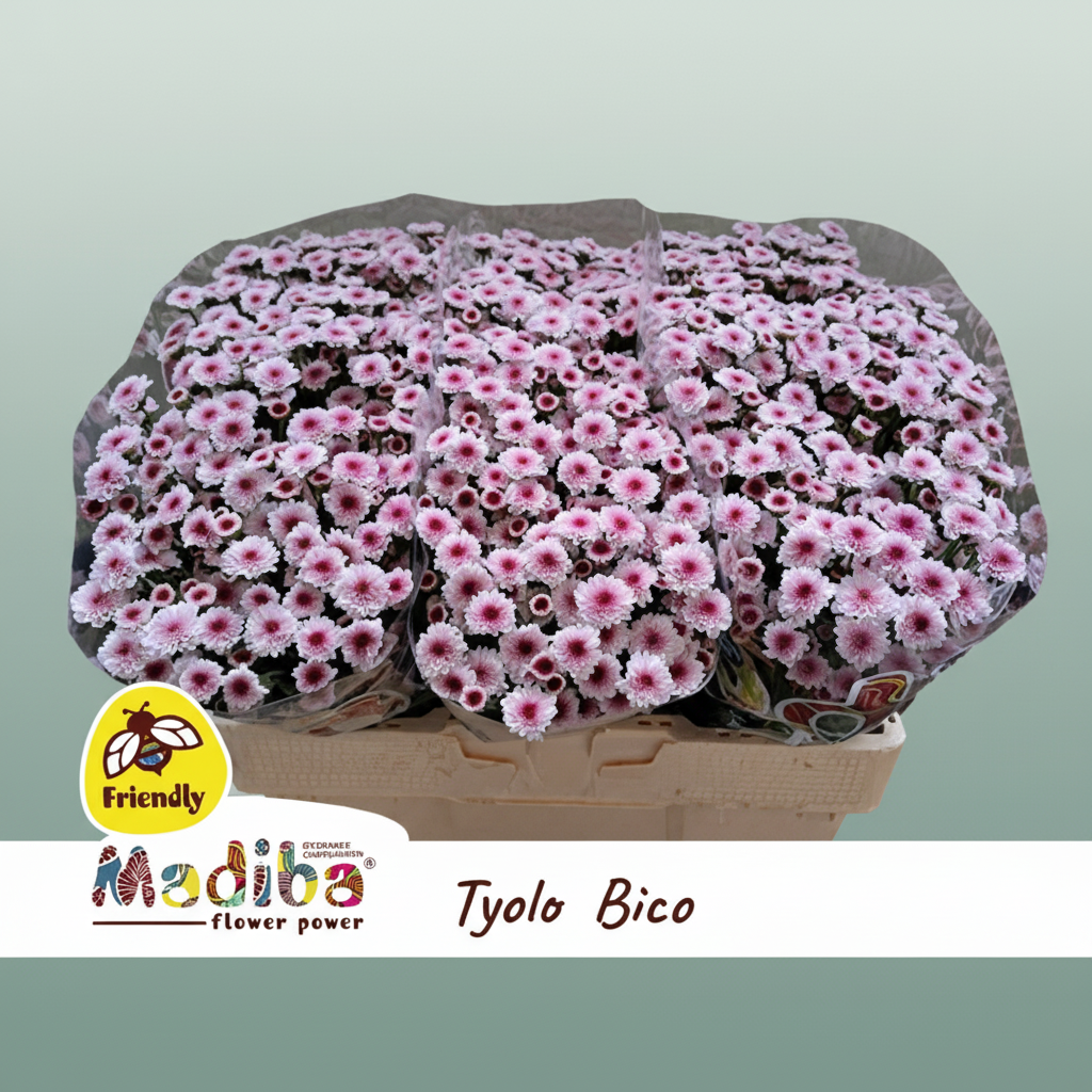 Chrysanthemum Santini Mad Tyolo Bico