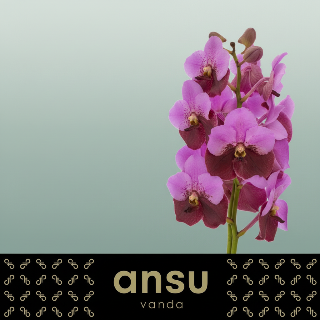 Orchid Vanda Di Pink Maroon