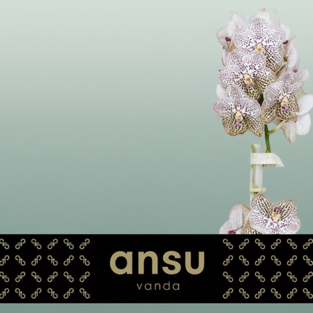 Orchid Vanda Su Pur Confet