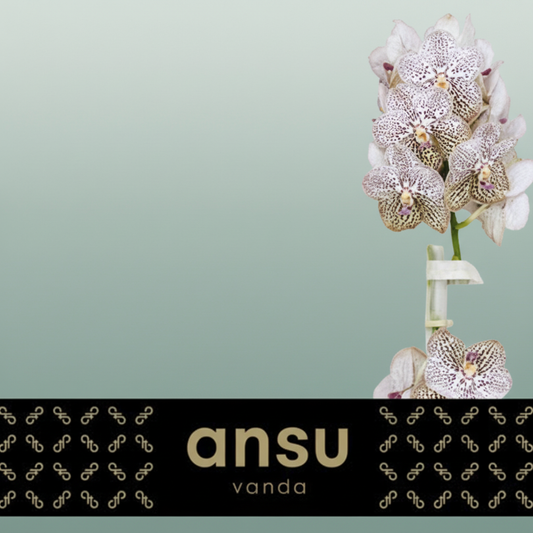 Orchid Vanda Su Pur Confet