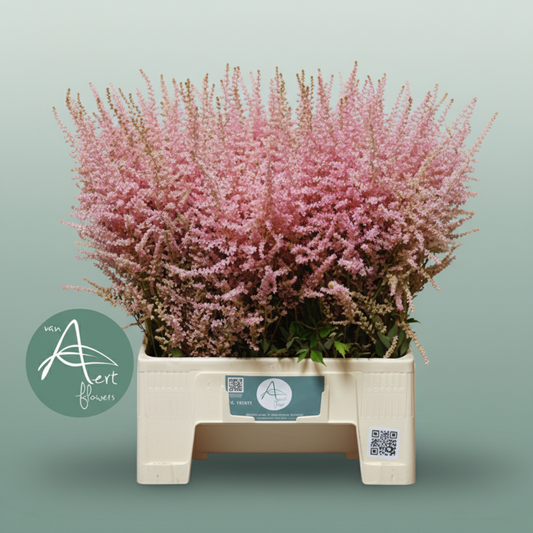 Astilbe Erika