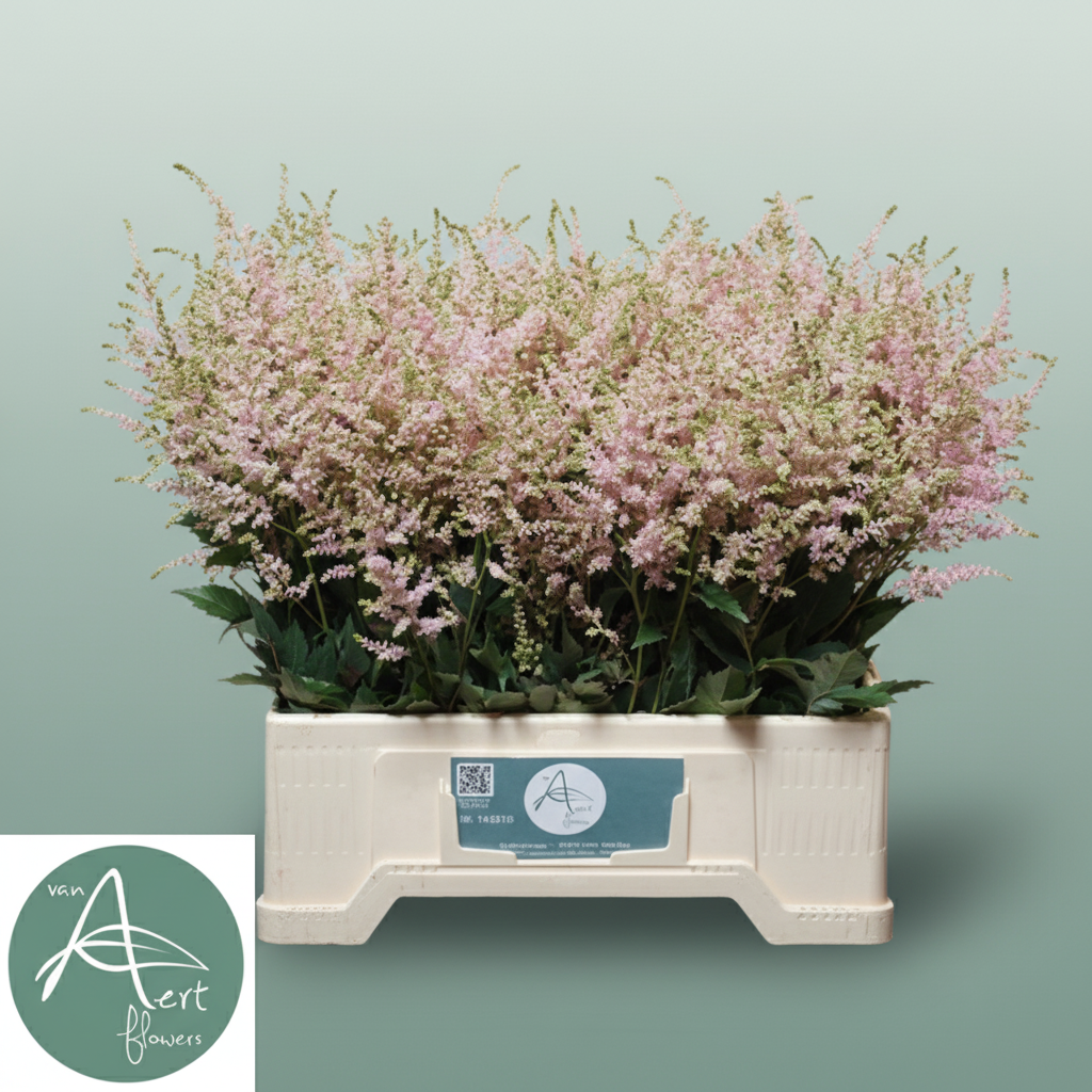 Astilbe Europa