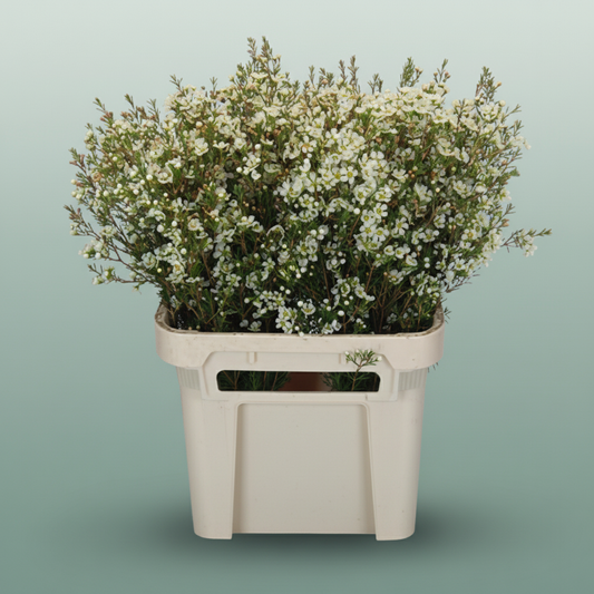 Waxflower Blizzard