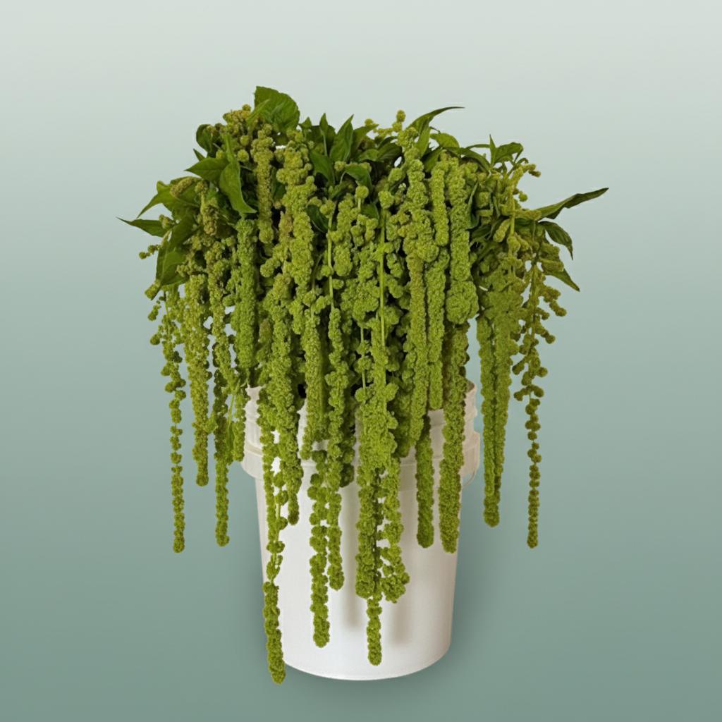 Amaranthus Cycloop