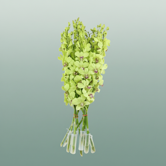 Orchid Dendro Green