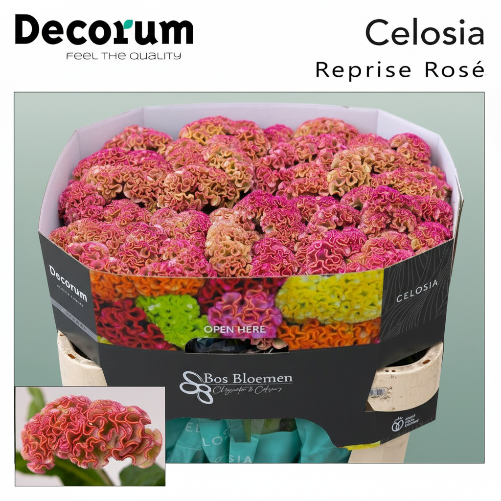 Celosia Reprise Rose