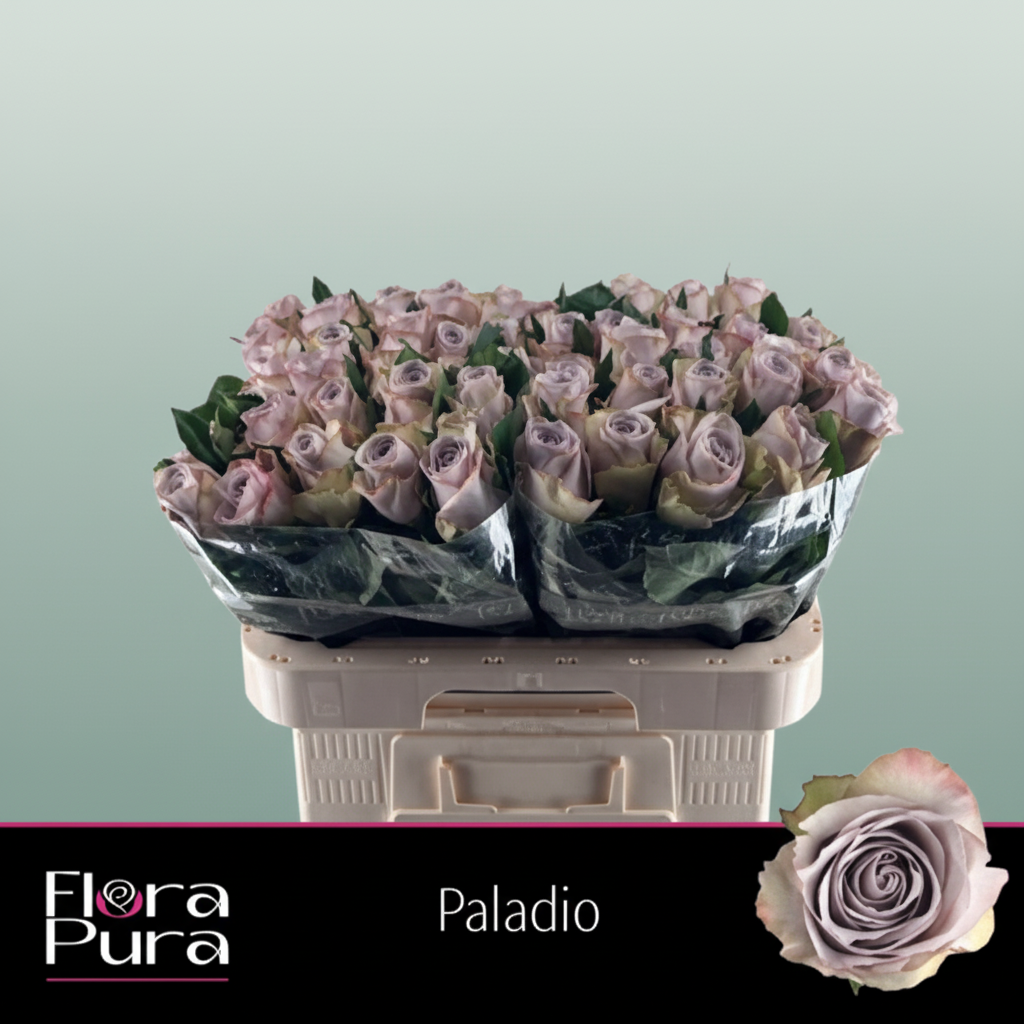 Rose Paladio