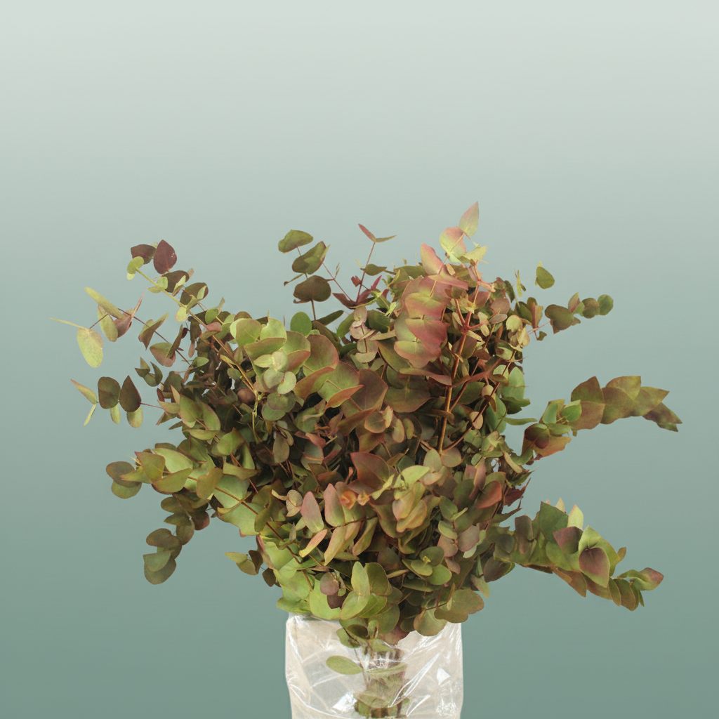 Eucalyptus Cinerea Dyed De Luxe