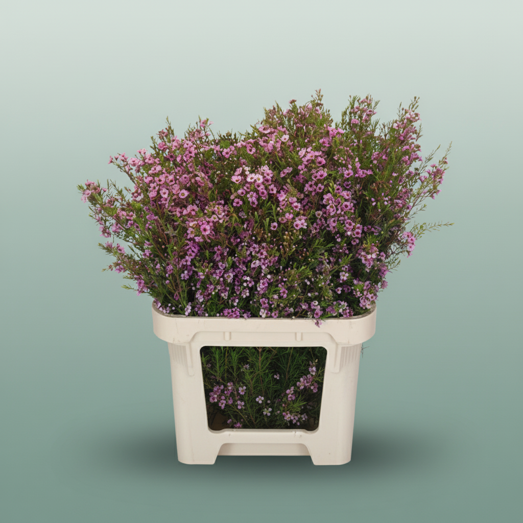 Waxflower Kerryn