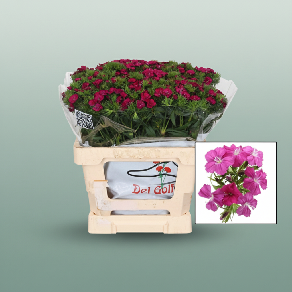 Sweet William Neon Cherry