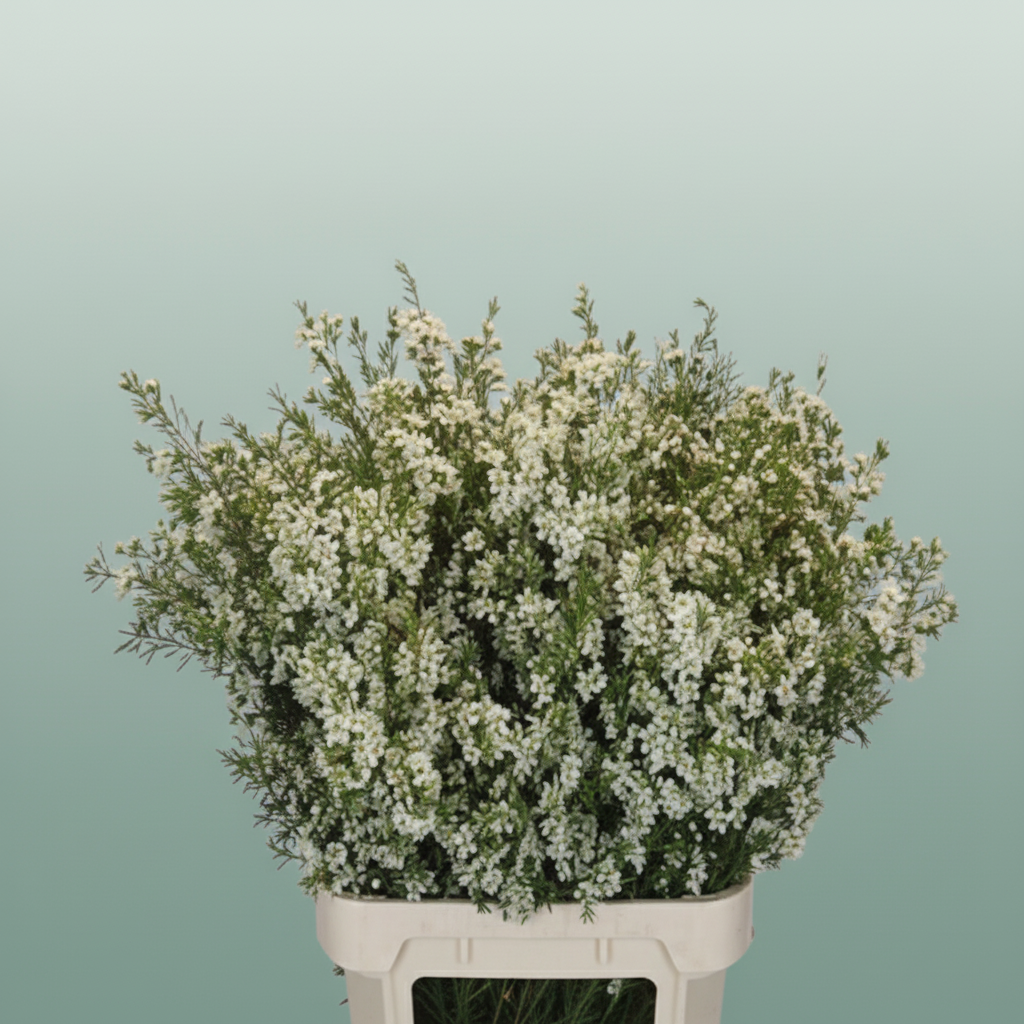 Waxflower White Wholesalers Choice