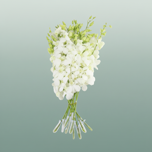 Orchid Dendro Big White