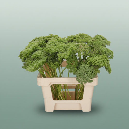 Ammi Green Mist (Dill)