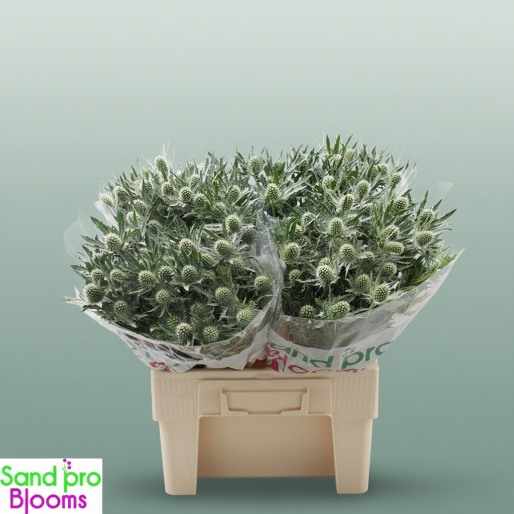 Eyrngium Magnum Questar White