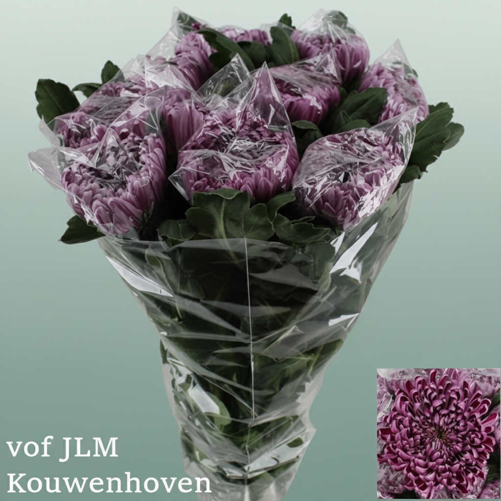 Chrysanthemum G Deko Gilb L Purple