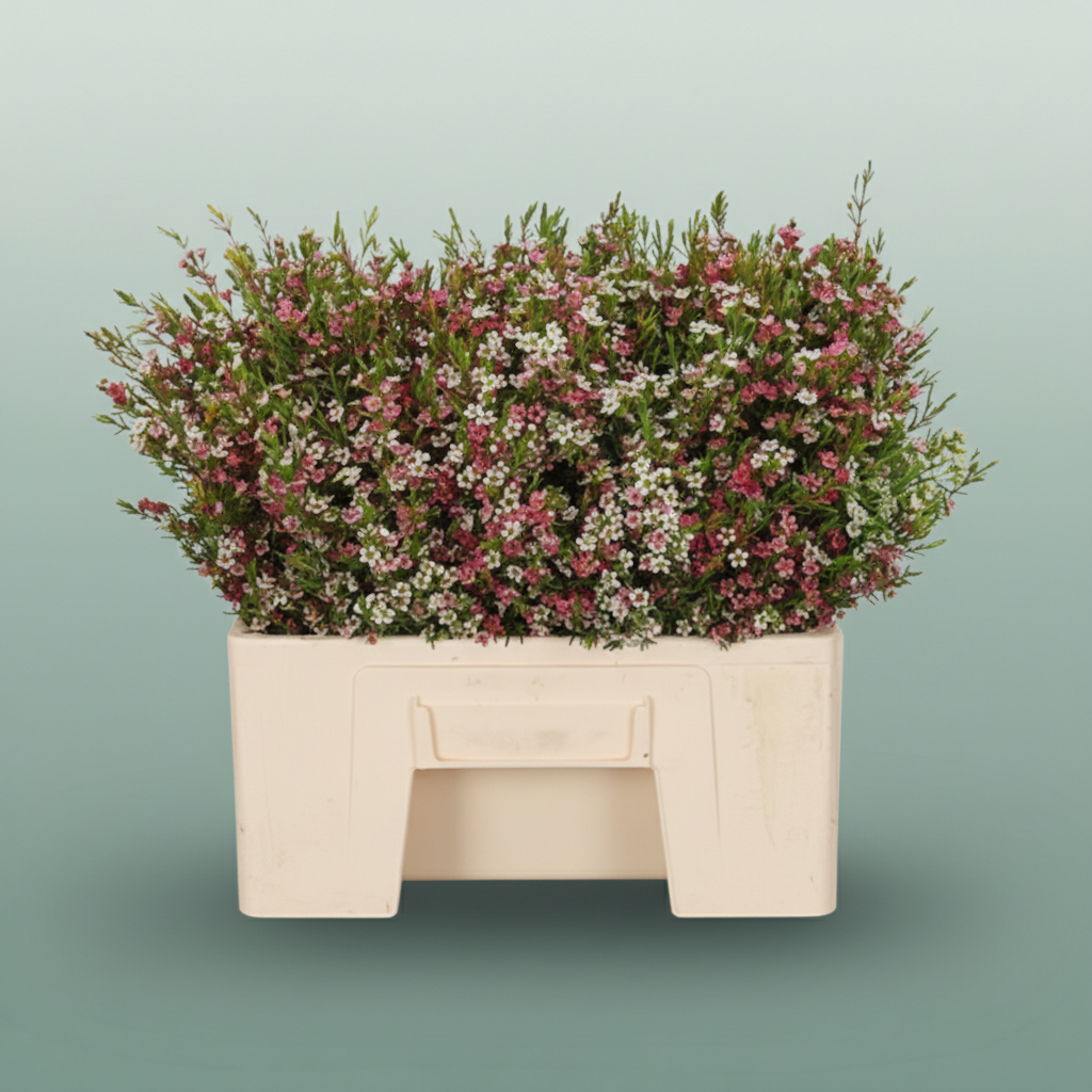 Waxflower My Sweet 16