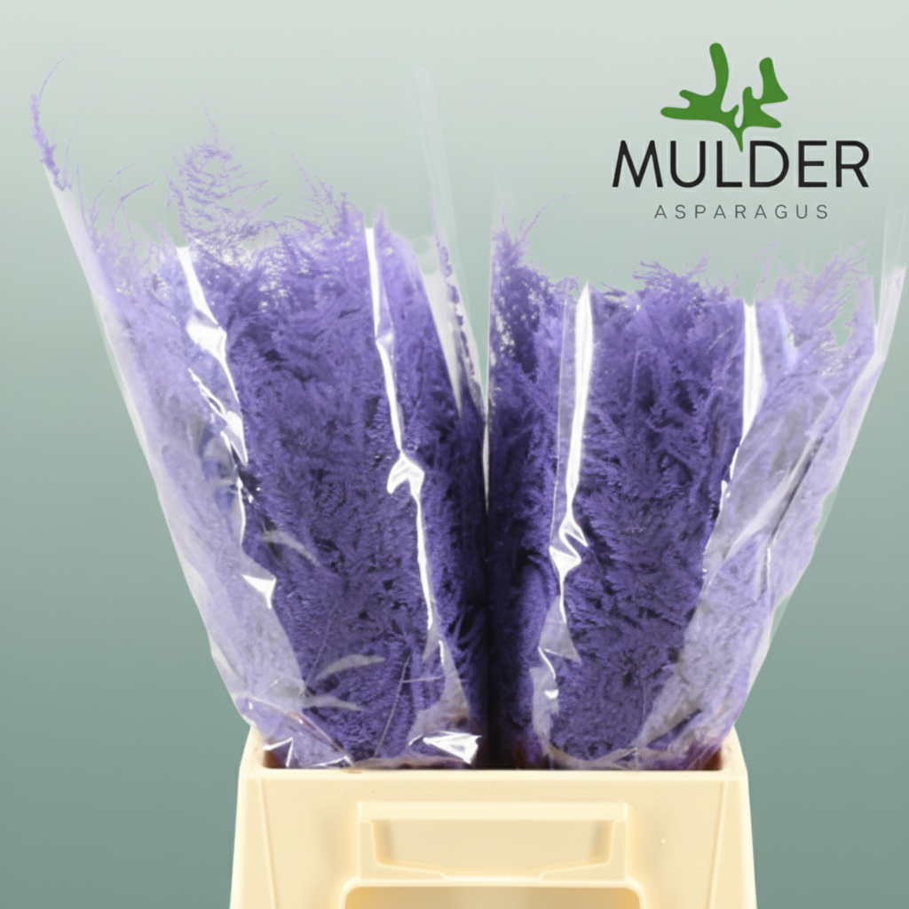 GR Asparagus Milka Dyed