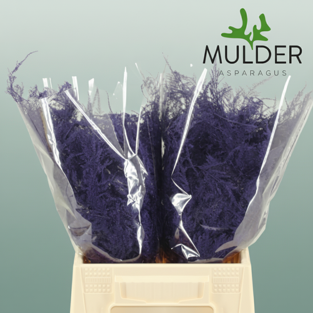 GR Asparagus Purple Dyed