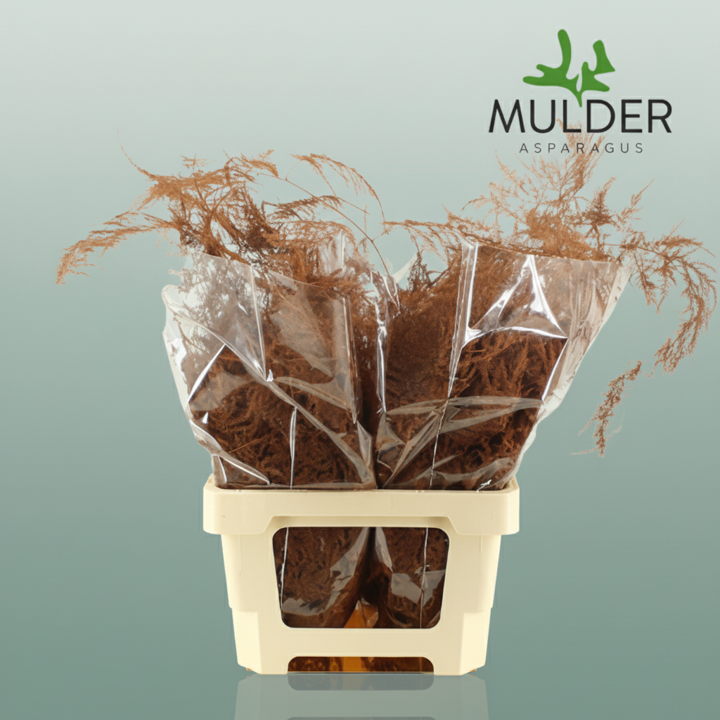 GR Asparagus Terracotta Dyed