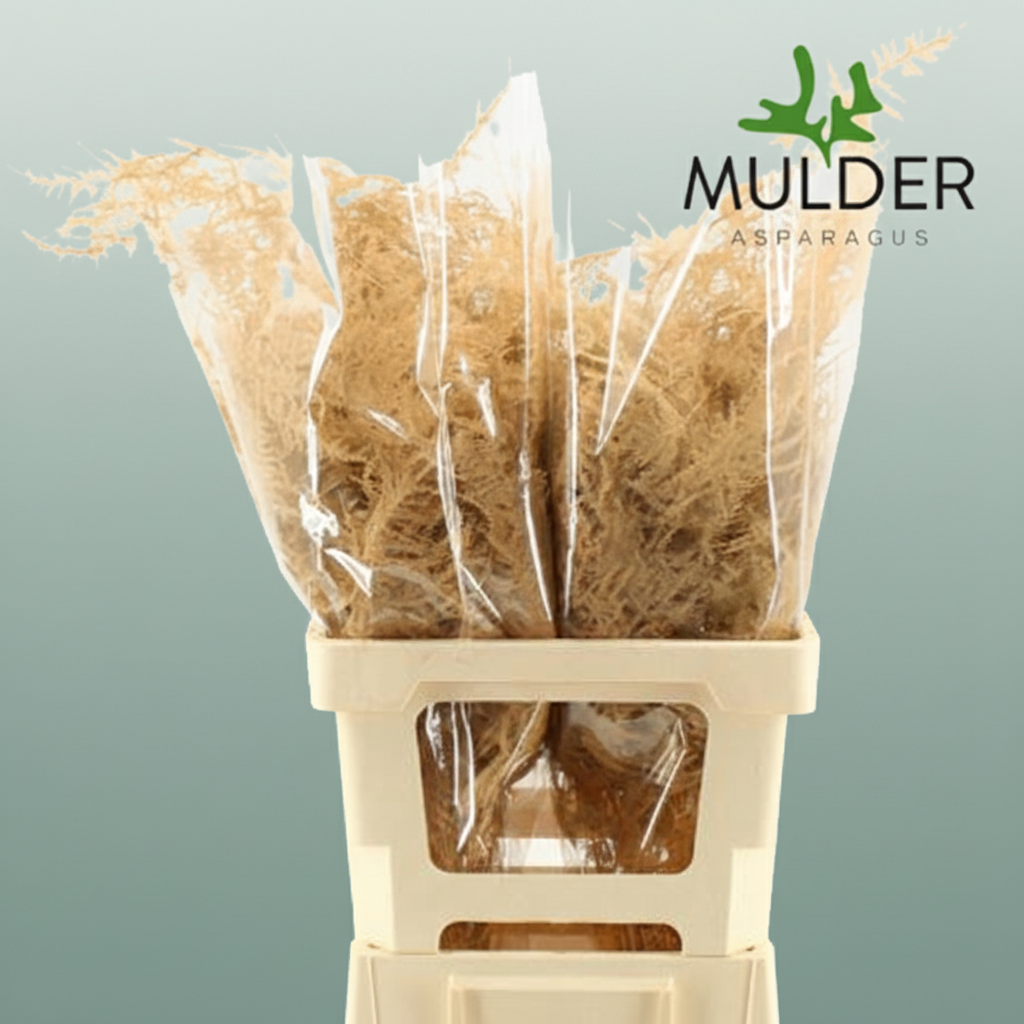 GR Asparagus Salmon Dyed