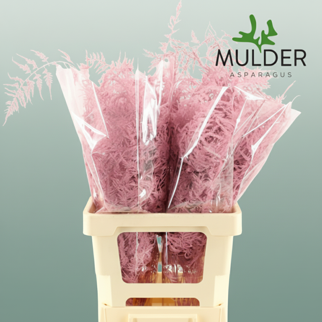 GR Asparagus Pink Dyed