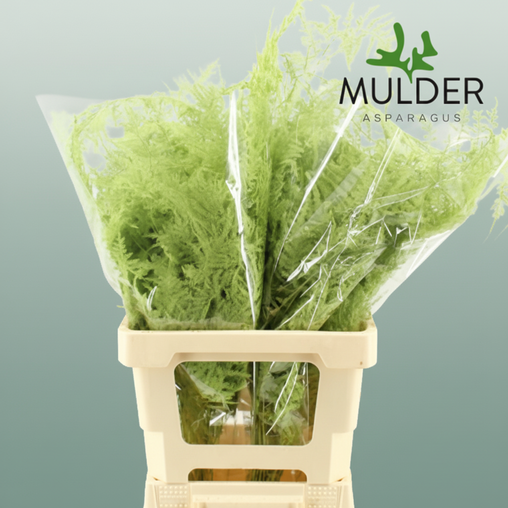 GR Asparagus Mint Dyed
