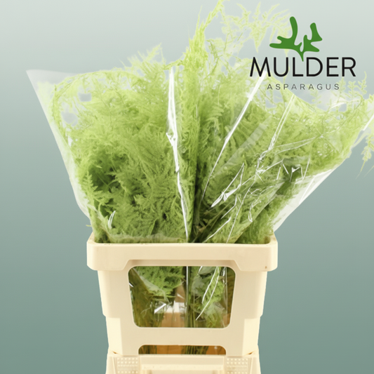 GR Asparagus Mint Dyed