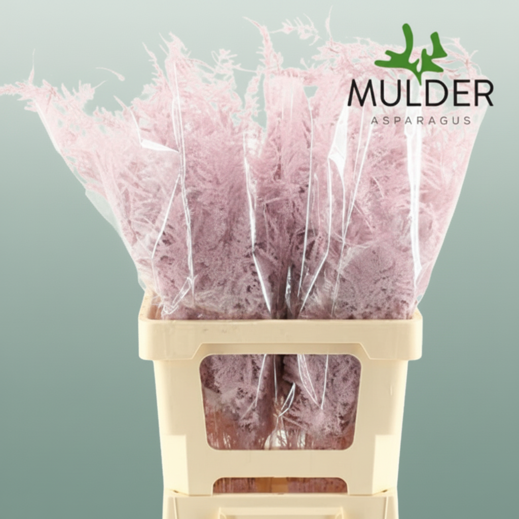 GR Asparagus Light Pink Dyed