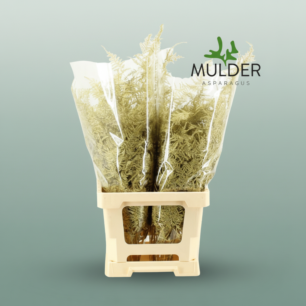 GR Asparagus Gold Dyed