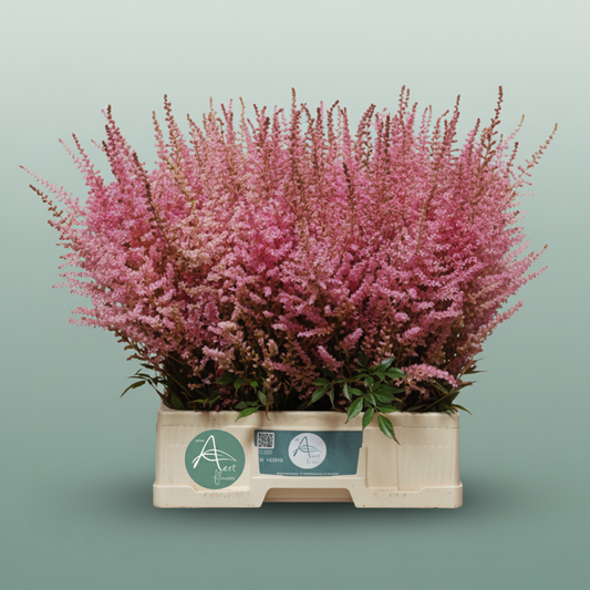 Astilbe Romanze