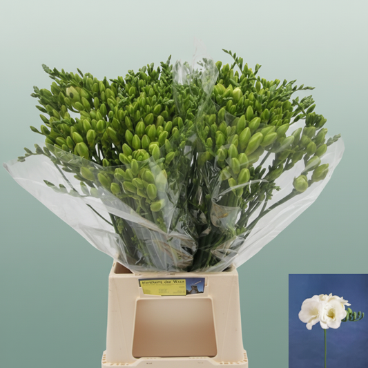 Freesia Versailles
