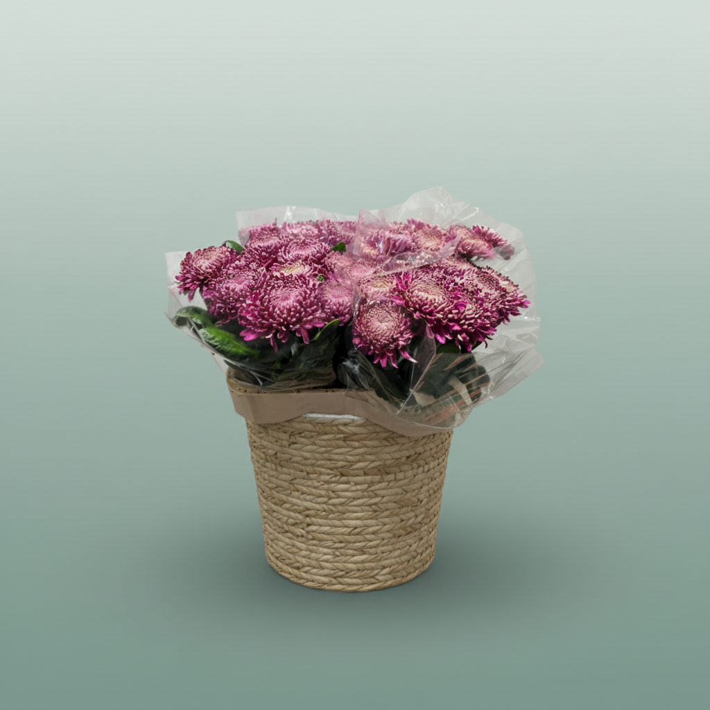 Chrysanthemum G Regalm Purper