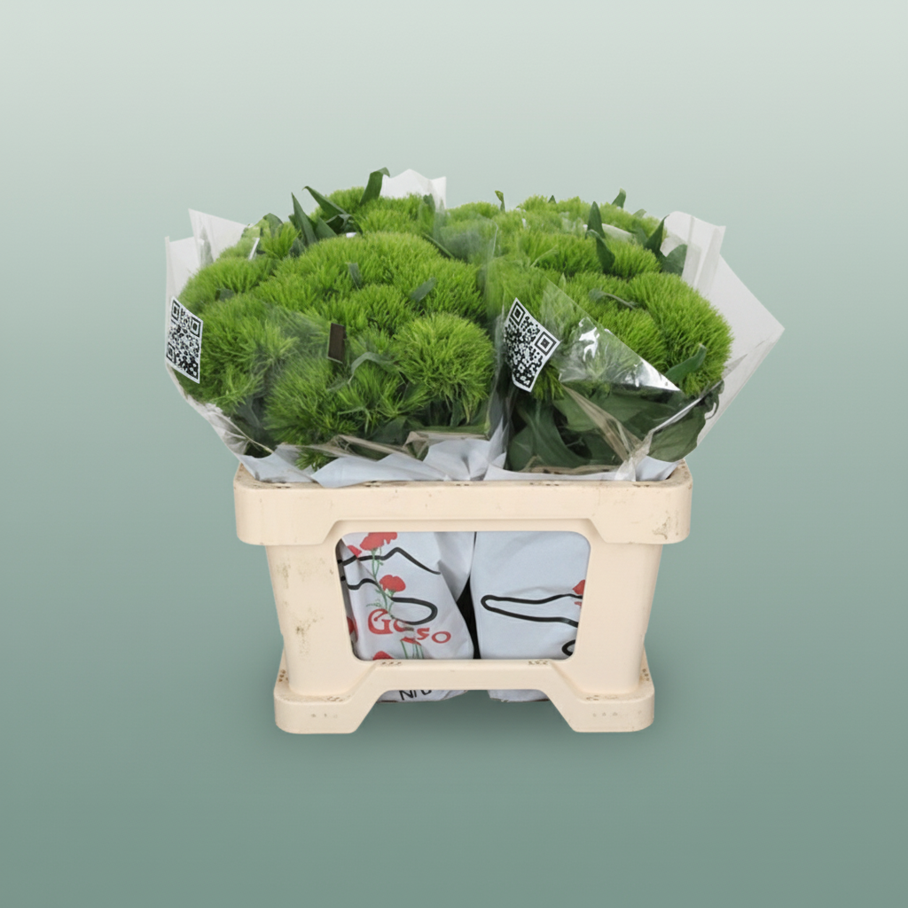 Sweet William Green Trick