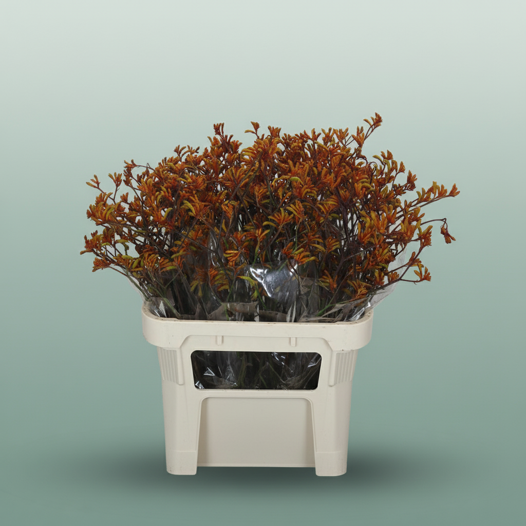 Anigozanthos Bush Sunset